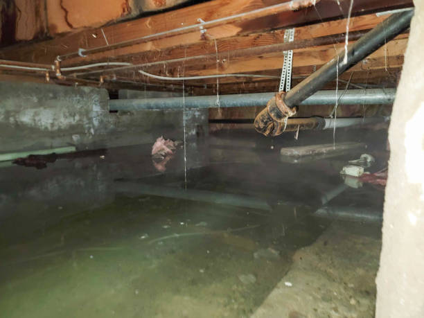 Best Fire Damage Restoration  in Louise, TX