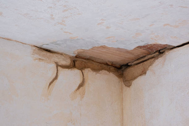 Trusted Louise, TX Water damage restoration Experts